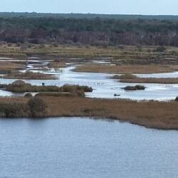 Spectacular swamps!