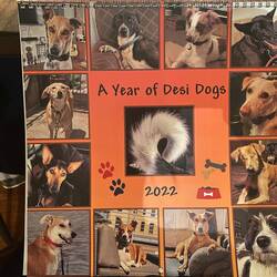 In love with Desi Dogs 😭