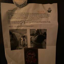 Dog barking announcement 🥲