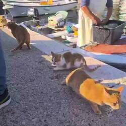 Fisch ausnehmen für uns