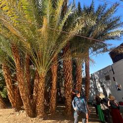 Trees used in Nubian way of life. Roofs, furniture, brooms, mats