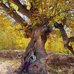 Wer liegt denn da im Nussbaum?