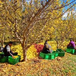 Die Äpfel schmecken süsslich, mmmhh! Danke.