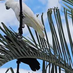 During lunch we watched a couple birds battle for a branch