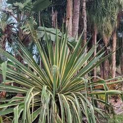 riesige 'Schwiegermutterzungen'