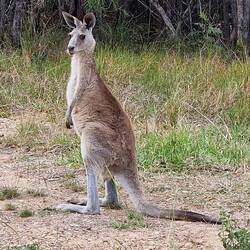 und der Känguru-Macho
