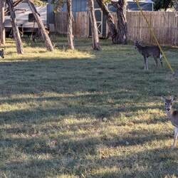 Cranes Mill Park Campground on Guadalupe River