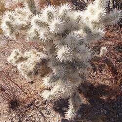 Cholla Cactus