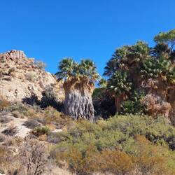 Cottonwood Spring = Oase