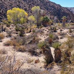 Palo Verde & Mojave Yucca