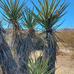 Mojave Yucca