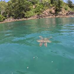 Along the way, we found a turtle!