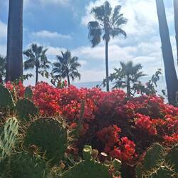 Lagune Beach Steilküste