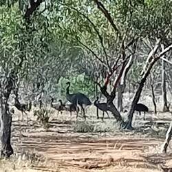 Die Emu-Familie, die einzigen Gäste neben uns auf dem Campingplatz