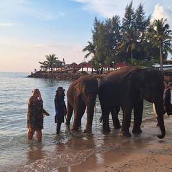 bad motherfucker- elephant on chains and thai with a hook where he hits the elephant 😭🥺