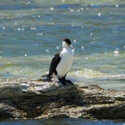 Pied Shag, Schwarzgesichtscharbe, Elsterscharbe