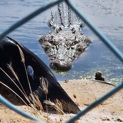 Erst kommen die grossen 4-5 Meter Salzwasserkrodolile