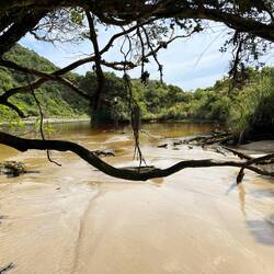 Nikau Walk Nähe Scott‘s Beach