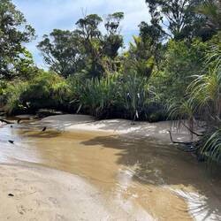 Nikau Walk Nähe Scott‘s Beach