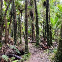 Nikau Walk