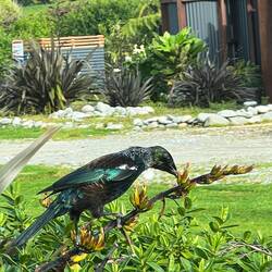 Ein Tūi bei der Arbeit 😎