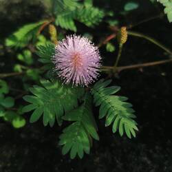 Mimosa