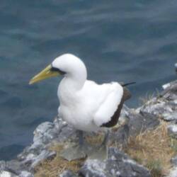 Masked booby