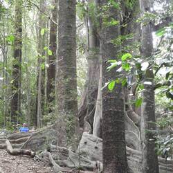Mighty Moreton Bay fig tree
