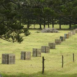 Some of the 100 Norfolk pines planted for someone who makes 100