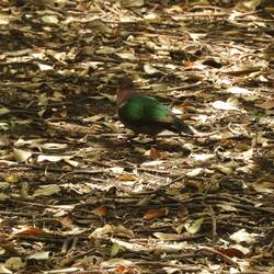 A green parrot native to Norfolk Island