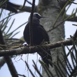 The bird that tried to swoop us