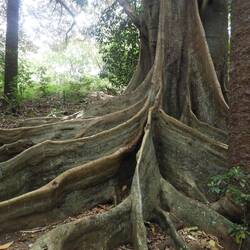 Impressive buttresses