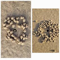 Sandkünstler .... welches Tier wohl so tolle Kugeln macht?