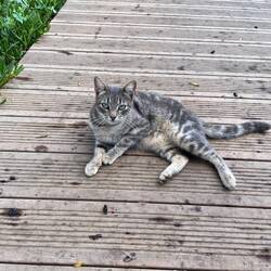 Un petit chat de la nécropole