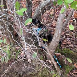 Princess Luna got out for a stroll