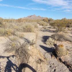 Mountain biking in the cacti dancing desert
