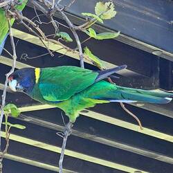 parrot eating the plants