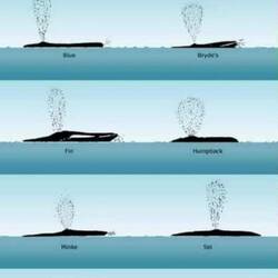 Just in case you want to identify a whale