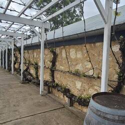 Another winery had the biggest vine I have ever seen