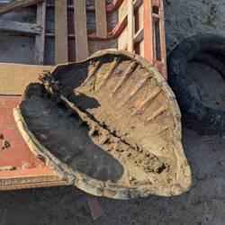 A turtle shell