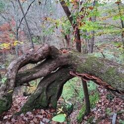 I Imagine this turns to a witches hand at night when no humans are looking