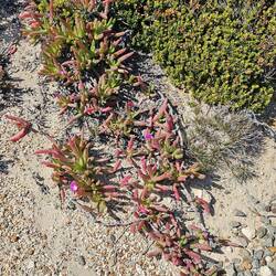 interesting ground-level foliage