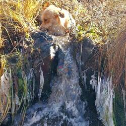 Kaltwasserschwimmer🤠