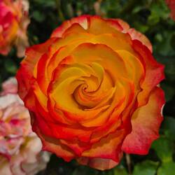 Impressionen aus dem Rosengarten