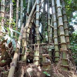 Bamboo trees