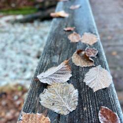 ..noch im Hellen den frostigen..