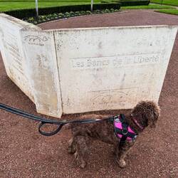 Library book bench