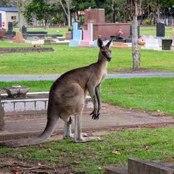 Man beachte die Krallen 🦘