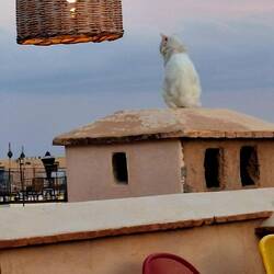 Sie hat die Übersicht 🐈