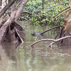 Da liegt das Krokodil (Name: Forrest) im Wasser